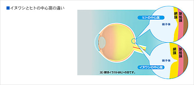 イヌワシとヒトの中心窩の違い