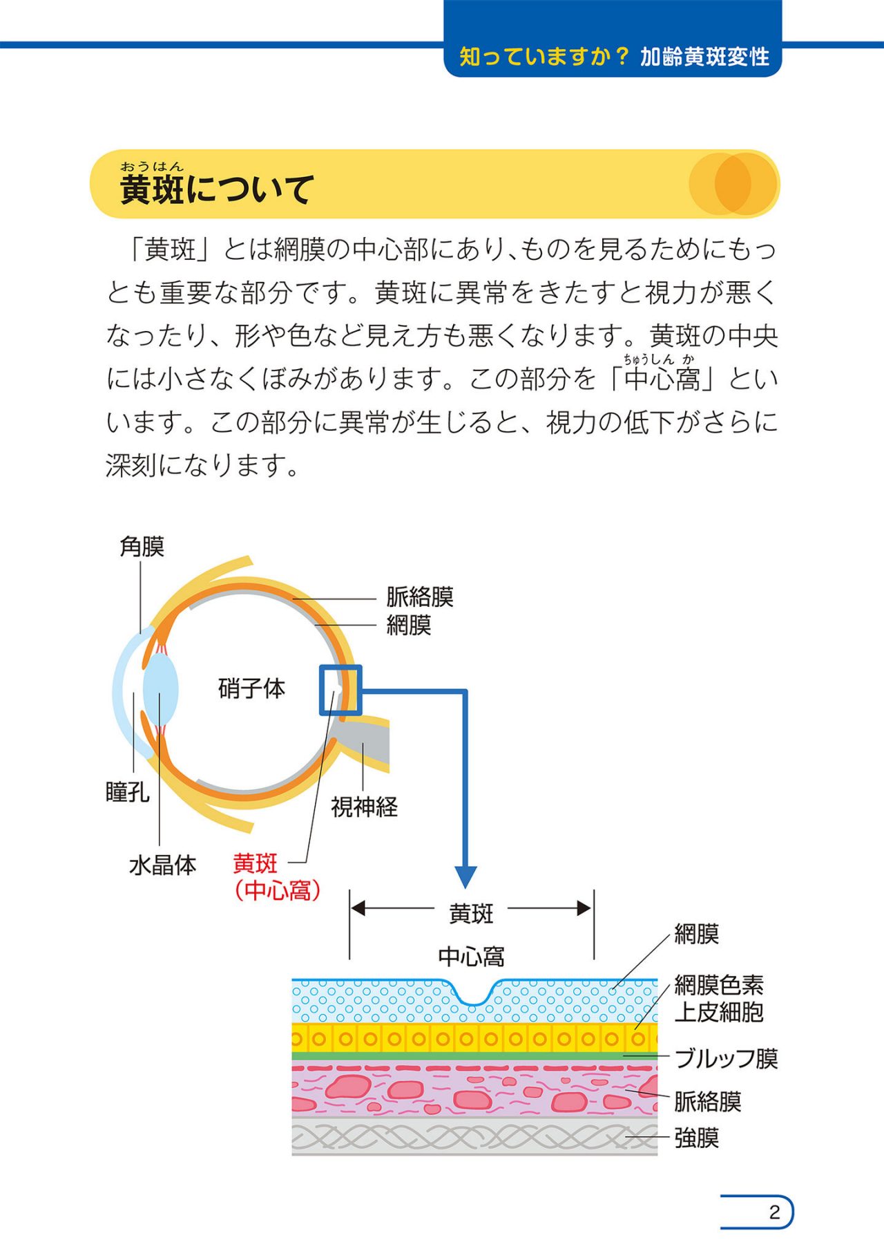 眼の構造とはたらき